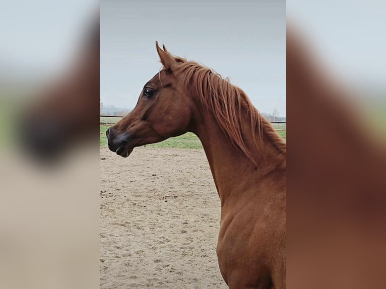 Arabian horses Mare 4 years Chestnut-Red in Strykow