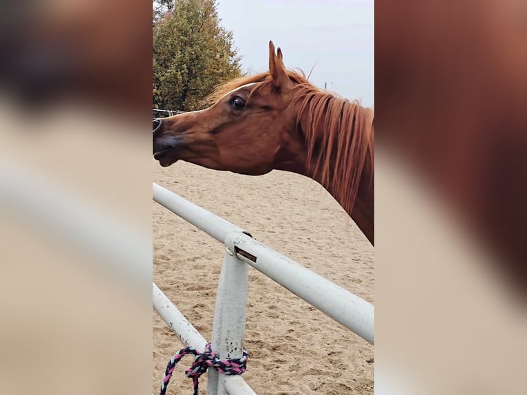 Arabian horses Mare 4 years Chestnut-Red in Strykow