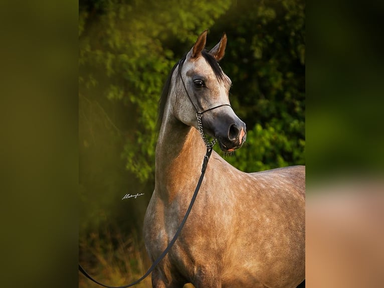 Arabian horses Mare 4 years Chestnut-Red in Strykow