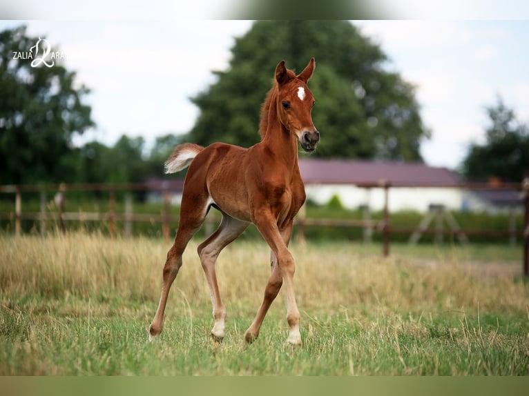 Arabian horses Mare 4 years Chestnut-Red in Strykow