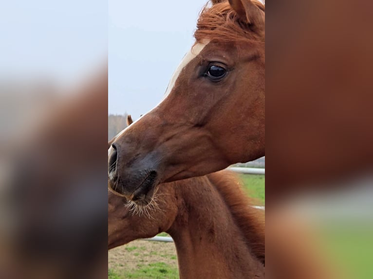 Arabian horses Mare 4 years Chestnut-Red in Strykow