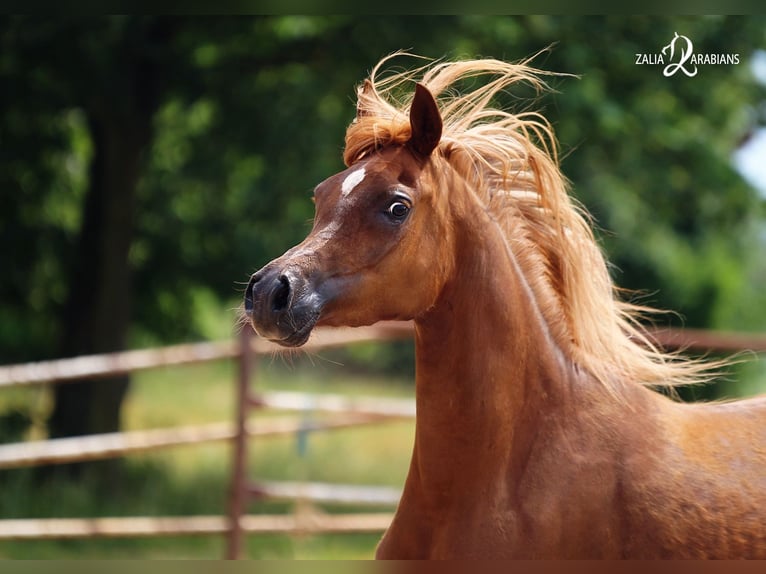 Arabian horses Mare 4 years Chestnut-Red in Strykow