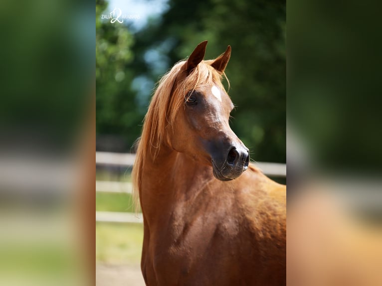 Arabian horses Mare 4 years Chestnut-Red in Strykow