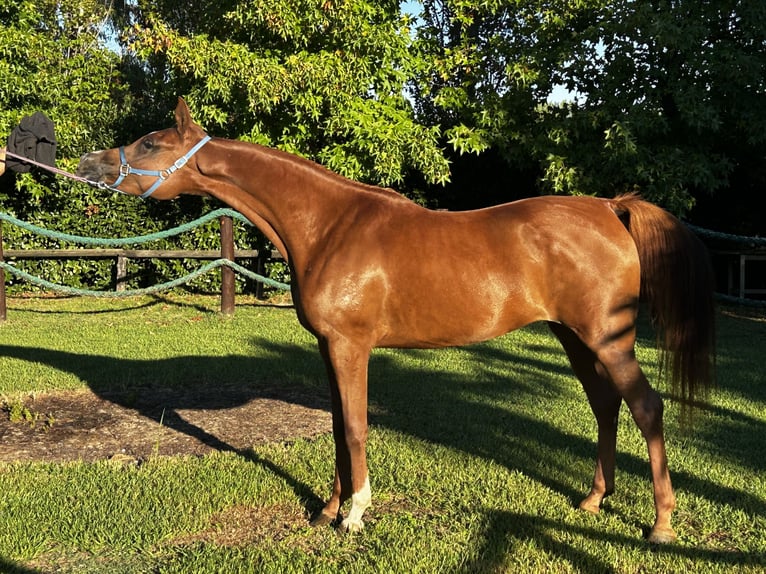Arabian horses Mare 4 years Chestnut-Red in Sarzana (SP)