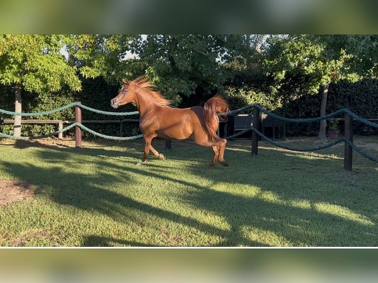 Arabian horses Mare 4 years Chestnut-Red in Sarzana (SP)