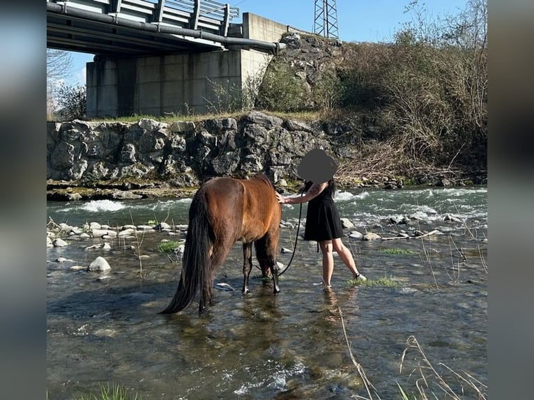 Arabian horses Mare 4 years Smoky-Black in St Laurent de neste