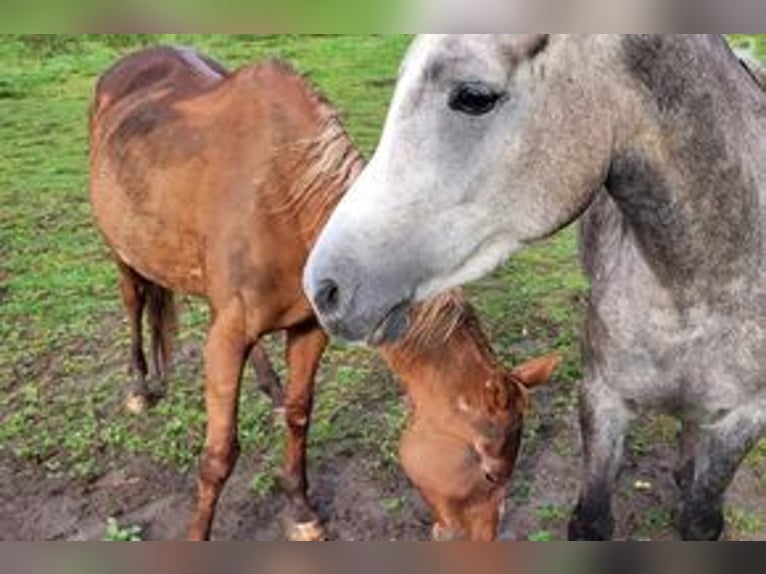 Arabian horses Mare 5 years 13,2 hh Gray-Dapple in Rieden