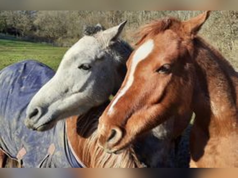 Arabian horses Mare 5 years 13,2 hh Gray-Dapple in Rieden