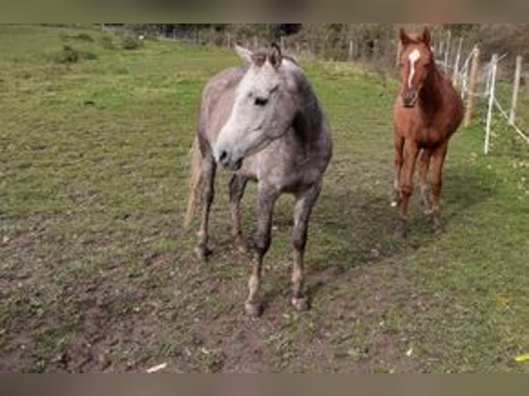 Arabian horses Mare 5 years 13,2 hh Gray-Dapple in Rieden