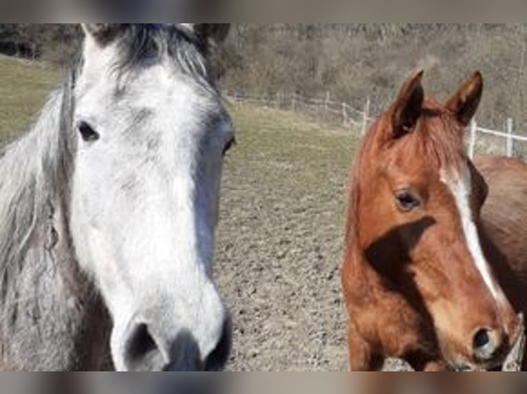 Arabian horses Mare 5 years 13,2 hh Gray-Dapple in Rieden