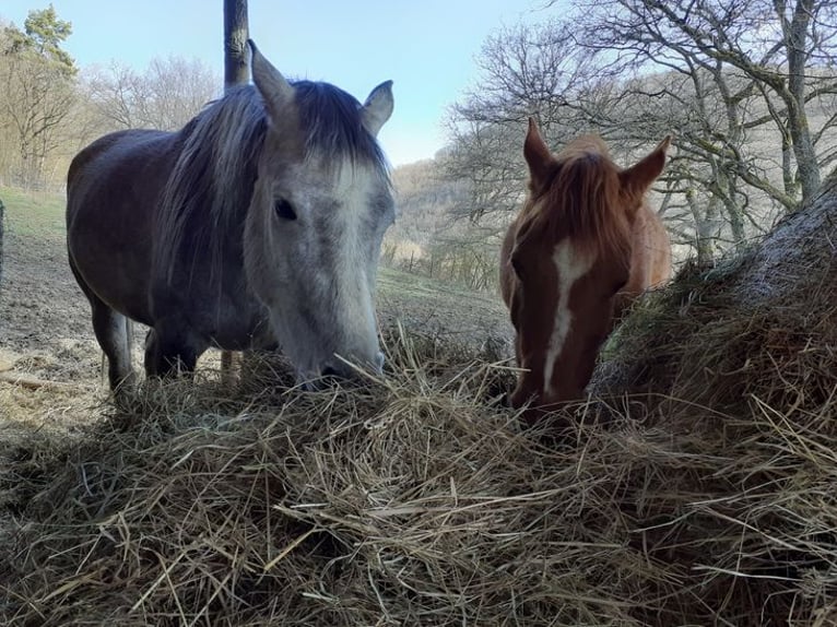 Arabian horses Mare 5 years 13,2 hh Gray-Dapple in Rieden