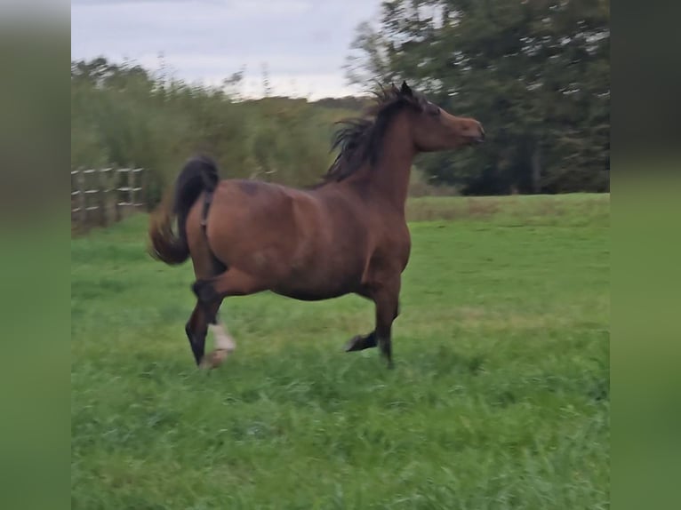 Arabian horses Mare 5 years 14.2 hh Bay-Dark in Cours-les-Barres