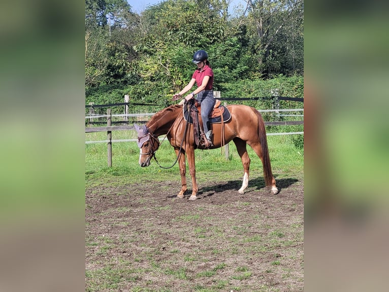 Arabian horses Mare 5 years 14,3 hh Chestnut-Red in Moers