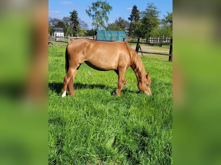 Arabian horses Mare 5 years 14,3 hh Chestnut-Red in Moers