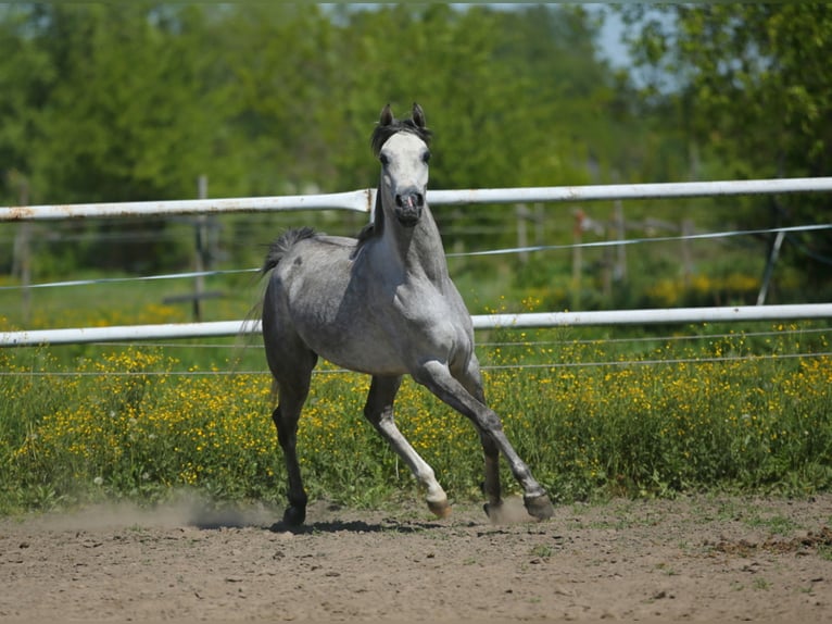 Arabian horses Mare 5 years 14,3 hh Gray in Lodz