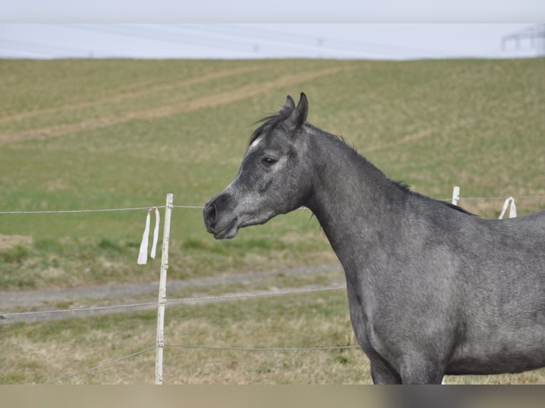 Arabian horses Mare 5 years 14,3 hh Gray-Dark-Tan in Künzing