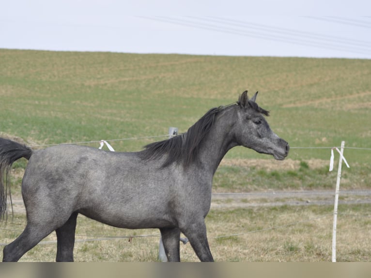 Arabian horses Mare 5 years 14,3 hh Gray-Dark-Tan in Künzing