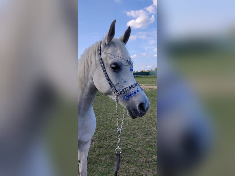 Arabian horses Mare 5 years 14.3 hh Grey in Raszyn