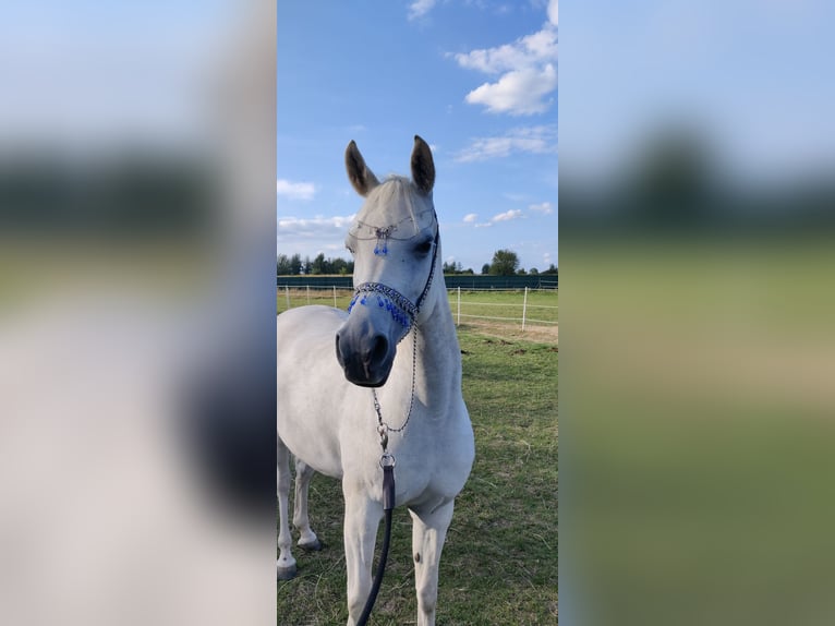 Arabian horses Mare 5 years 14.3 hh Grey in Raszyn