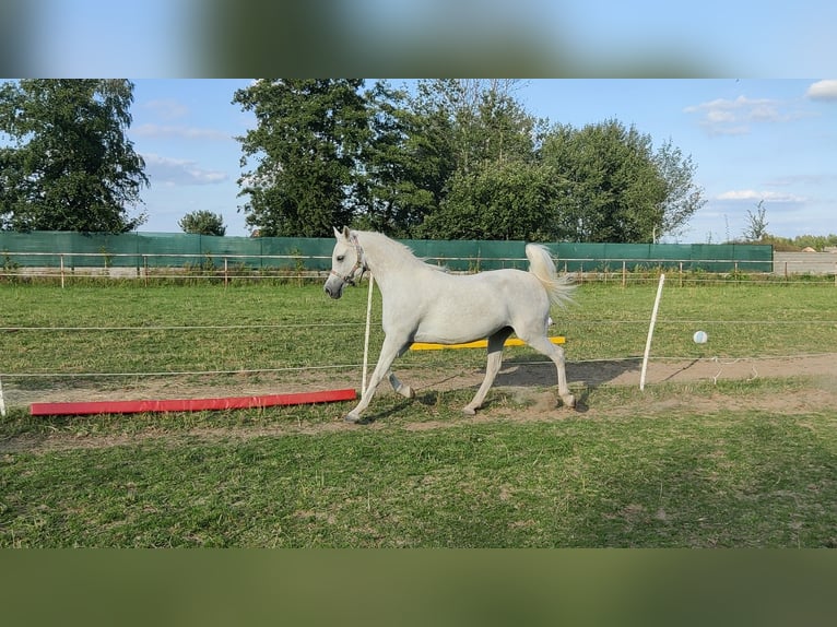 Arabian horses Mare 5 years 14.3 hh Grey in Raszyn