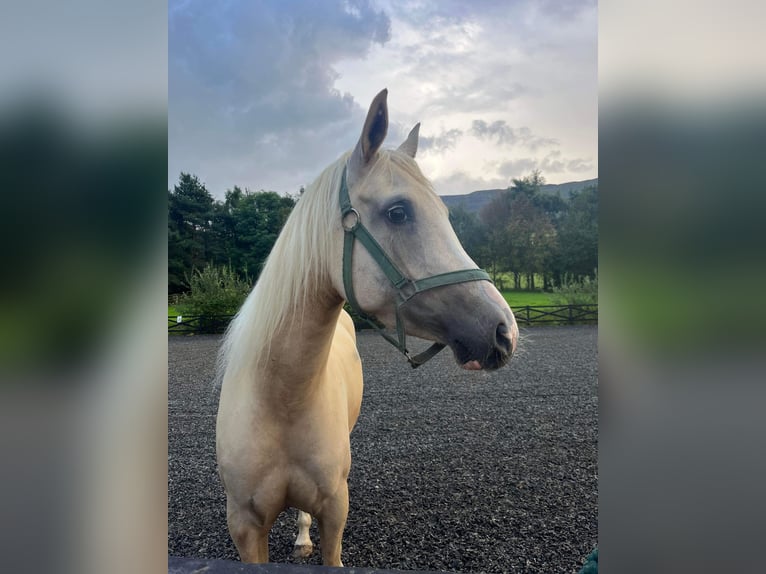 Arabian horses Mare 5 years 14 hh Palomino in Middlesbrough