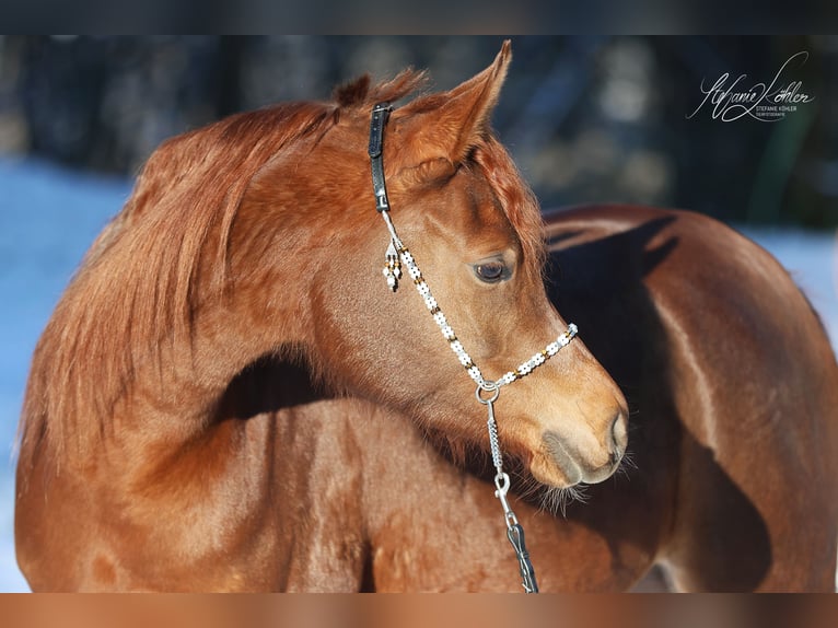 Arabian horses Mare 5 years 14,3 hh Chestnut-Red in Kirchzell