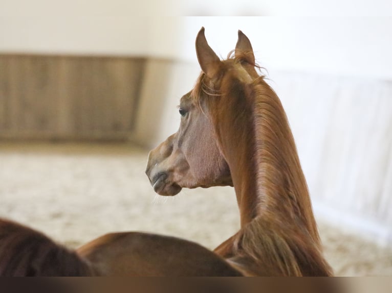 Arabian horses Mare 5 years 14,3 hh Chestnut-Red in Kirchzell