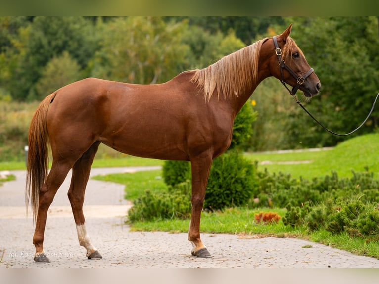 Arabian horses Mare 5 years 15.1 hh Chestnut-Red in Pokrzywnica