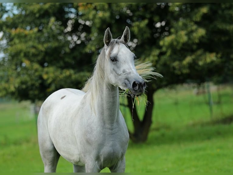 Arabian horses Mare 5 years 15,1 hh Gray in Warszawa