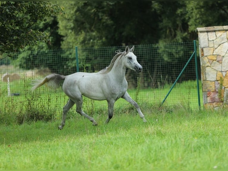 Arabian horses Mare 5 years 15,1 hh Gray in Warszawa