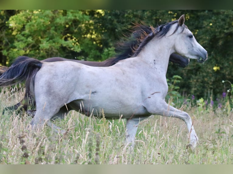 Arabian horses Mare 5 years 15,1 hh Gray in HOBRO