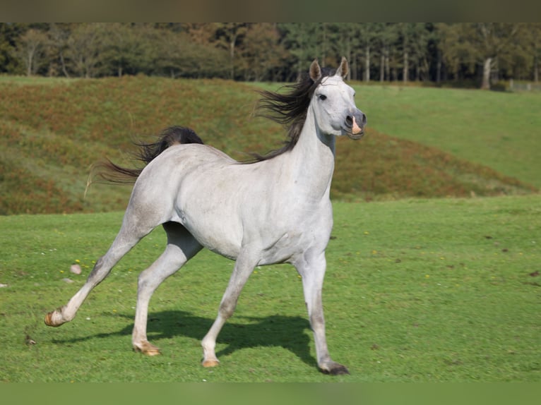 Arabian horses Mare 5 years 15,1 hh Gray in HOBRO