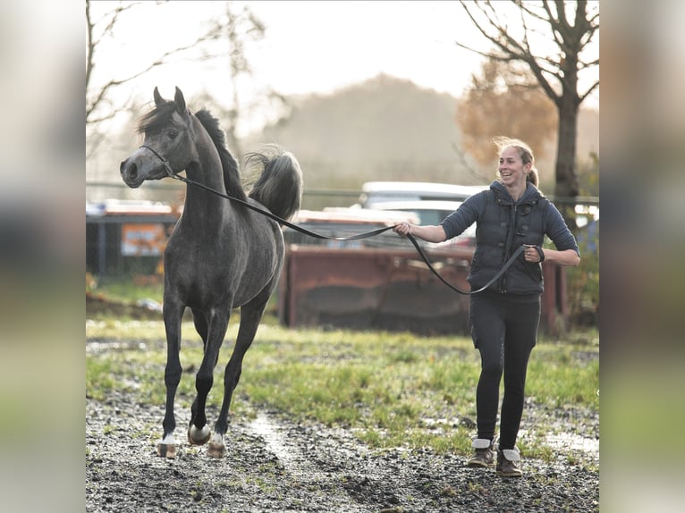 Arabian horses Mare 5 years 15.1 hh Grey in Vledder