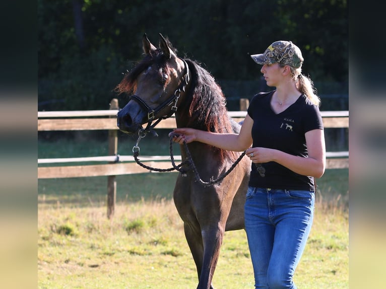 Arabian horses Mare 5 years 15.1 hh Grey in Vledder