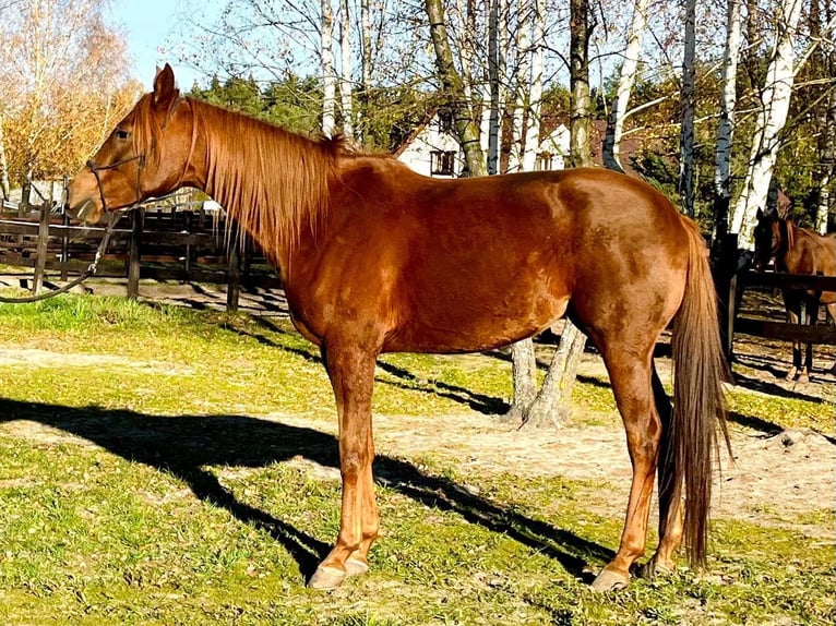 Arabian horses Mare 5 years 15,2 hh Chestnut-Red in Lubin