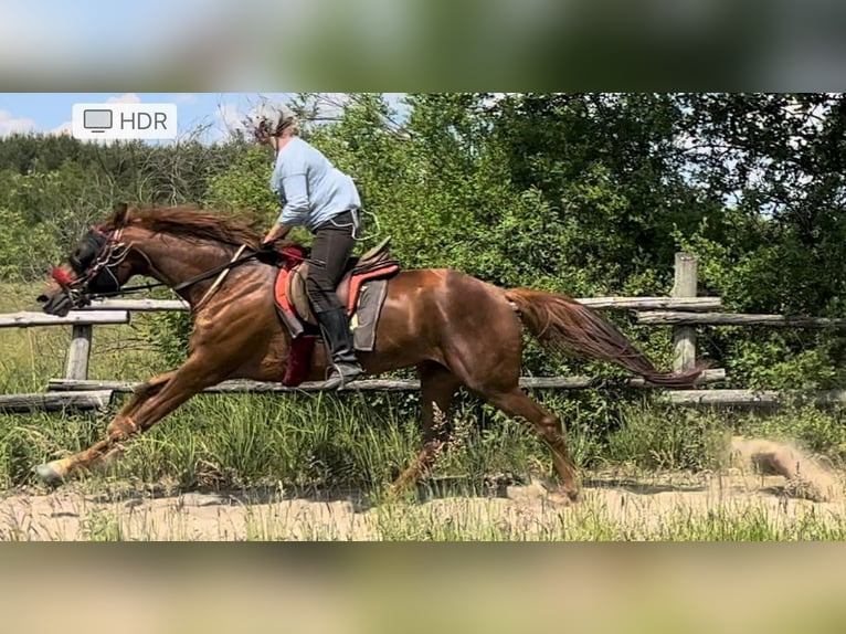 Arabian horses Mare 5 years 15,2 hh Chestnut-Red in Lubin