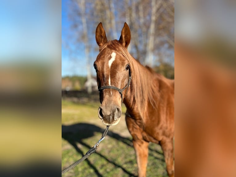 Arabian horses Mare 5 years 15,2 hh Chestnut-Red in Lubin