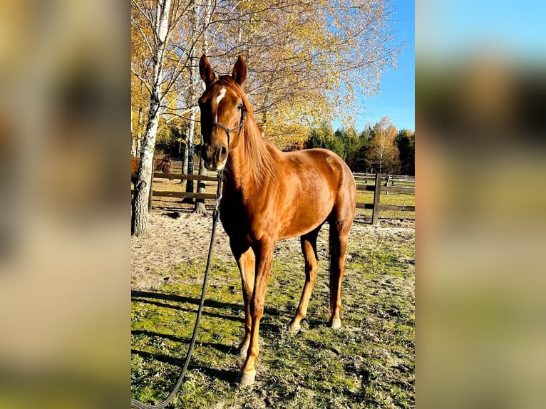 Arabian horses Mare 5 years 15,2 hh Chestnut-Red in Lubin