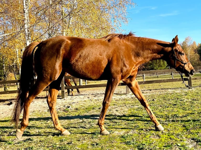 Arabian horses Mare 5 years 15,2 hh Chestnut-Red in Lubin