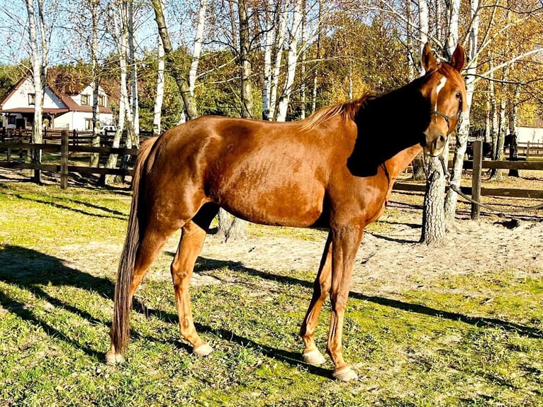 Arabian horses Mare 5 years 15,2 hh Chestnut-Red in Lubin