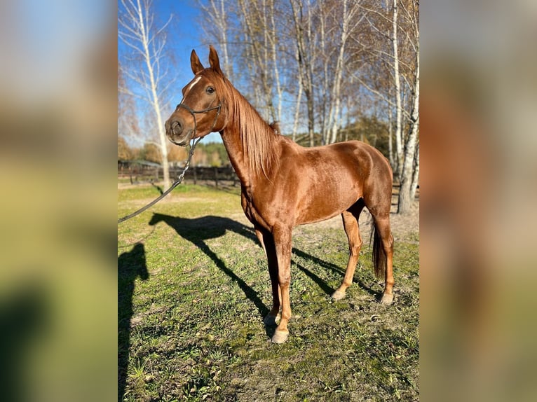 Arabian horses Mare 5 years 15,2 hh Chestnut-Red in Lubin