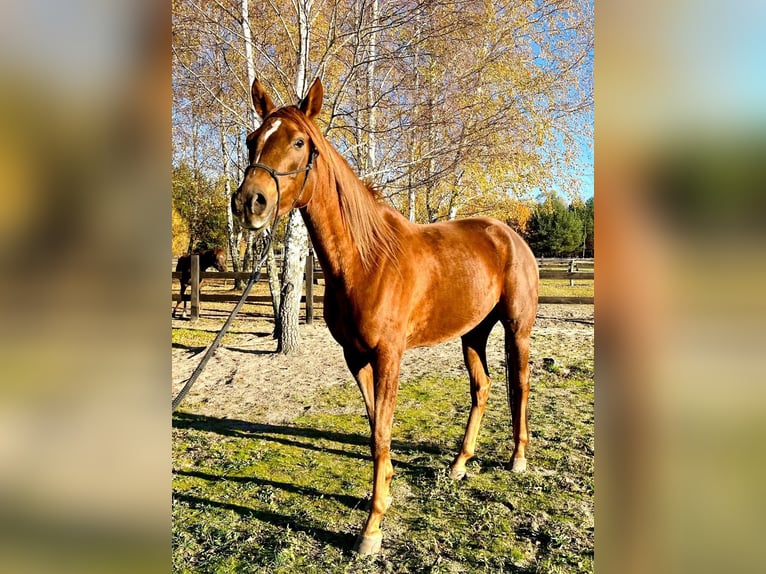 Arabian horses Mare 5 years 15,2 hh Chestnut-Red in Lubin