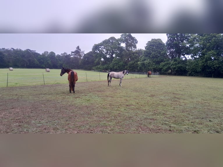 Arabian horses Mare 5 years 15,2 hh Gray-Dark-Tan in PLOUGUERNEVEL