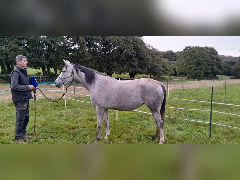 Arabian horses Mare 5 years 15,2 hh Gray-Dark-Tan in PLOUGUERNEVEL