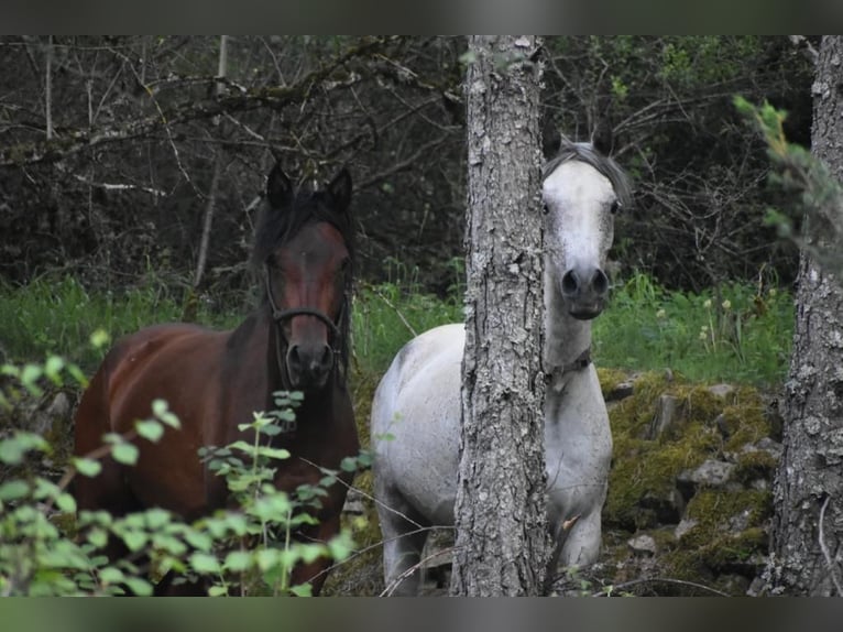 Arabian horses Mare 5 years 15 hh Bay-Dark in Knesselare