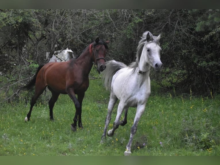 Arabian horses Mare 5 years 15 hh Bay-Dark in Knesselare