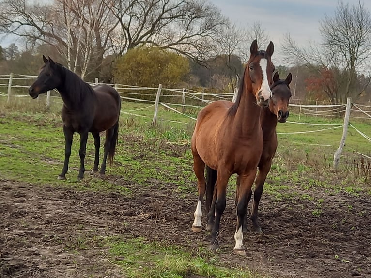 Arabian horses Mare 5 years 15 hh Bay in Zielona Góra