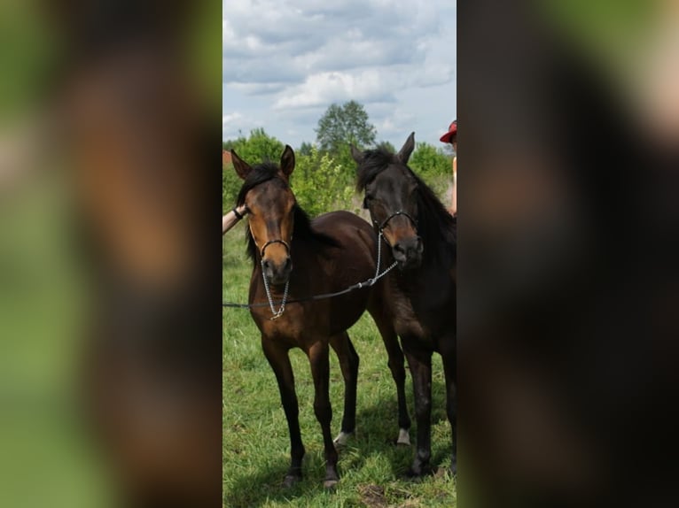 Arabian horses Mare 5 years 15 hh Bay in Zielona Góra