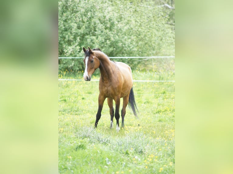 Arabian horses Mare 5 years 15 hh Bay in Zielona Góra