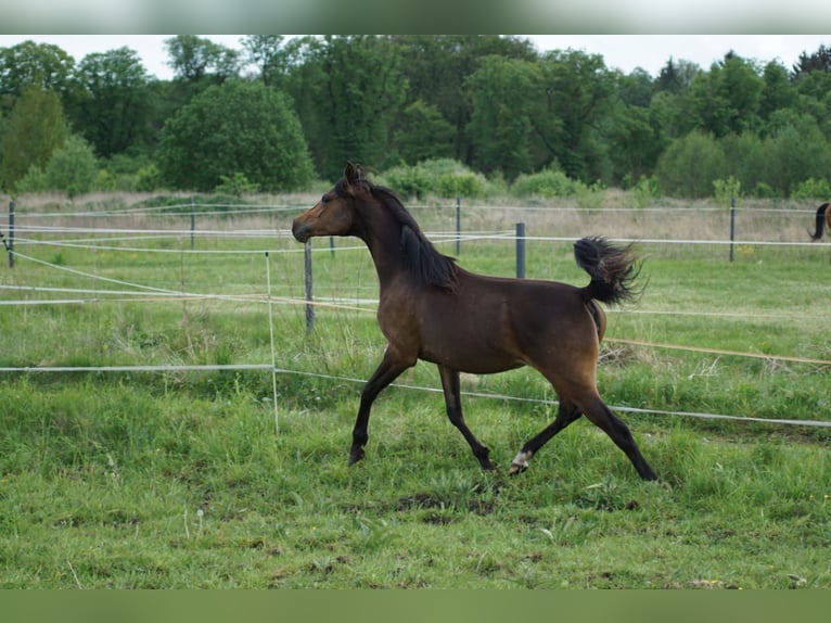 Arabian horses Mare 5 years 15 hh Bay in Zielona Góra